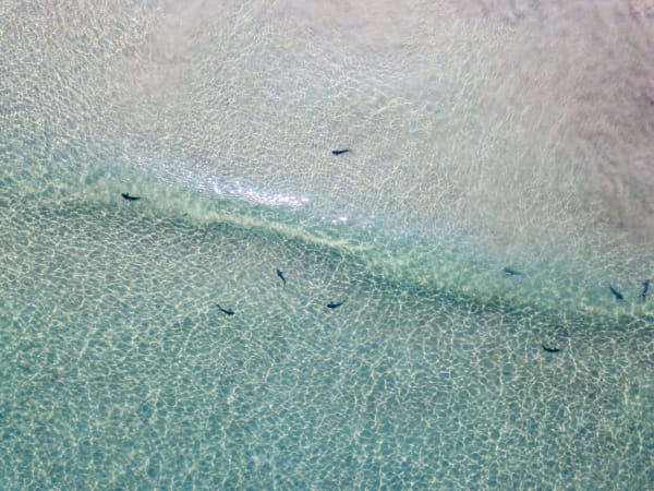 Leopard Sharks