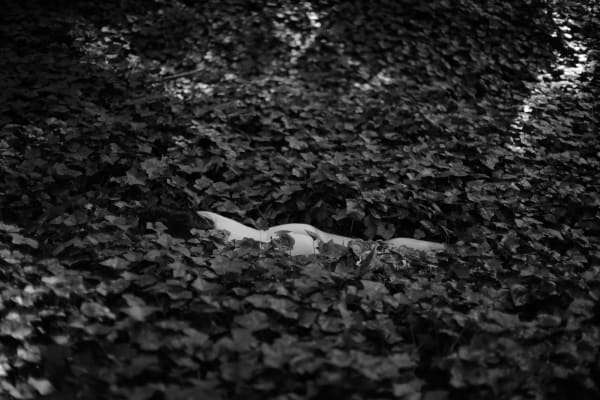 Feral, Solo Exhibition in Monterey, California