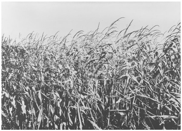 Danja Akulin, Untitled, 2020