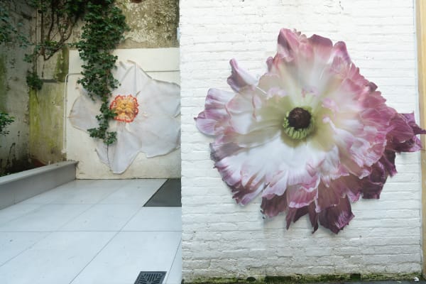 There are two large size prints of the front of the flowers hanging on the wall in the back garden