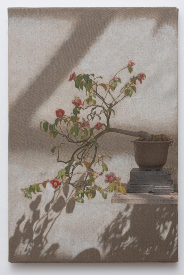 A potted plant with red flowers and dangling green leaves