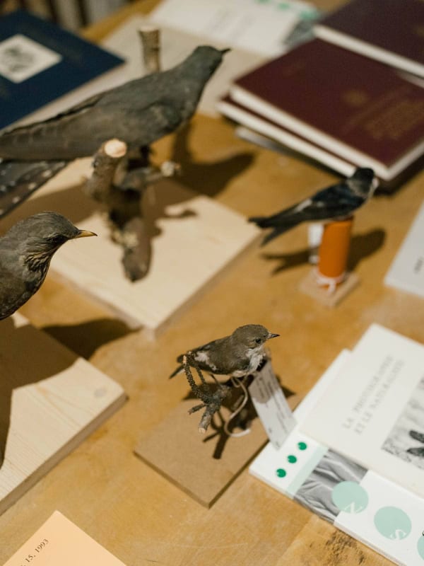 Su Jiehao's work. There are some biological specimens on the table
