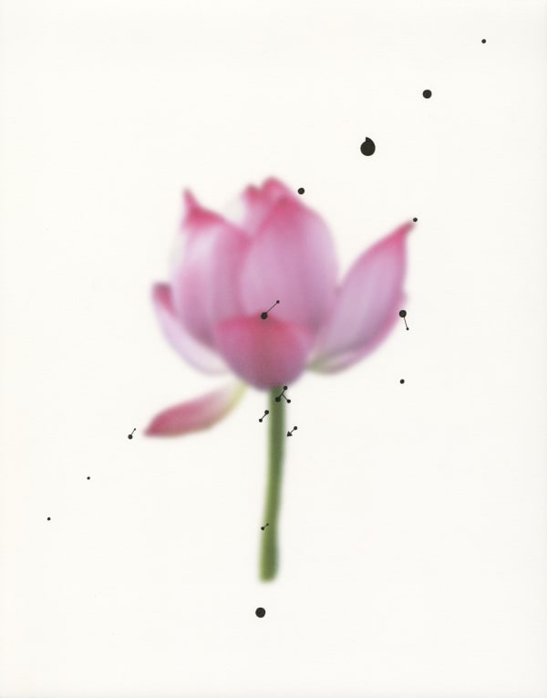 An out-of-focus lotus flower with some hand-painted accents