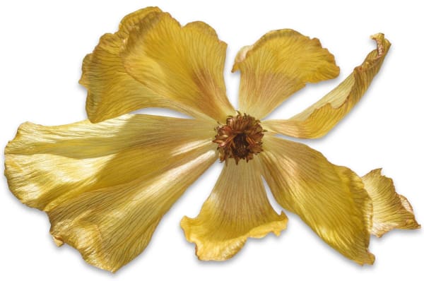a yellow Butterfly Ranunculus