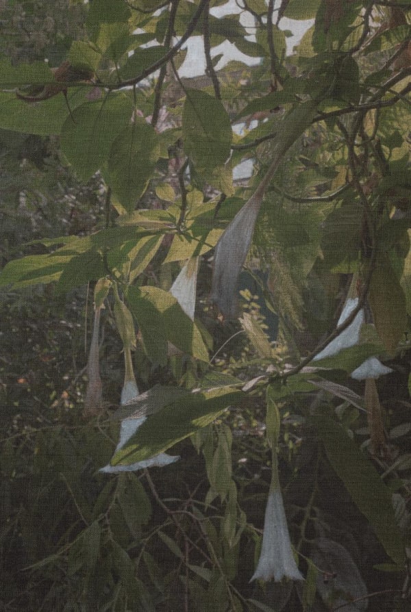 A few white mandarins standing upside down on the branches