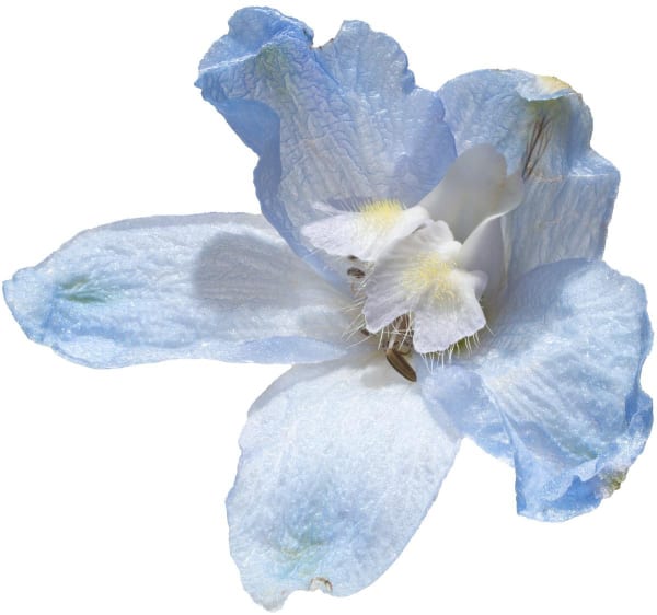 a Blue Delphinium