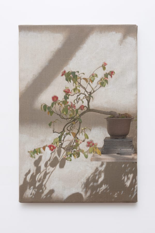 A potted plant with red flowers and dangling green leaves