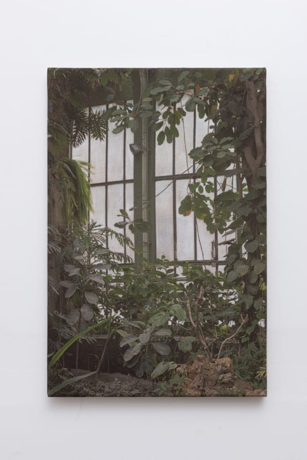 A window surrounded by greenery in the greenhouse