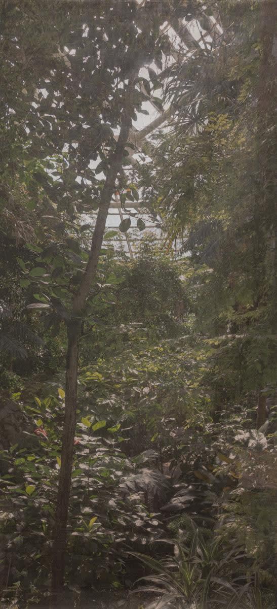 Rainforest in the greenhouse, shaded by green trees