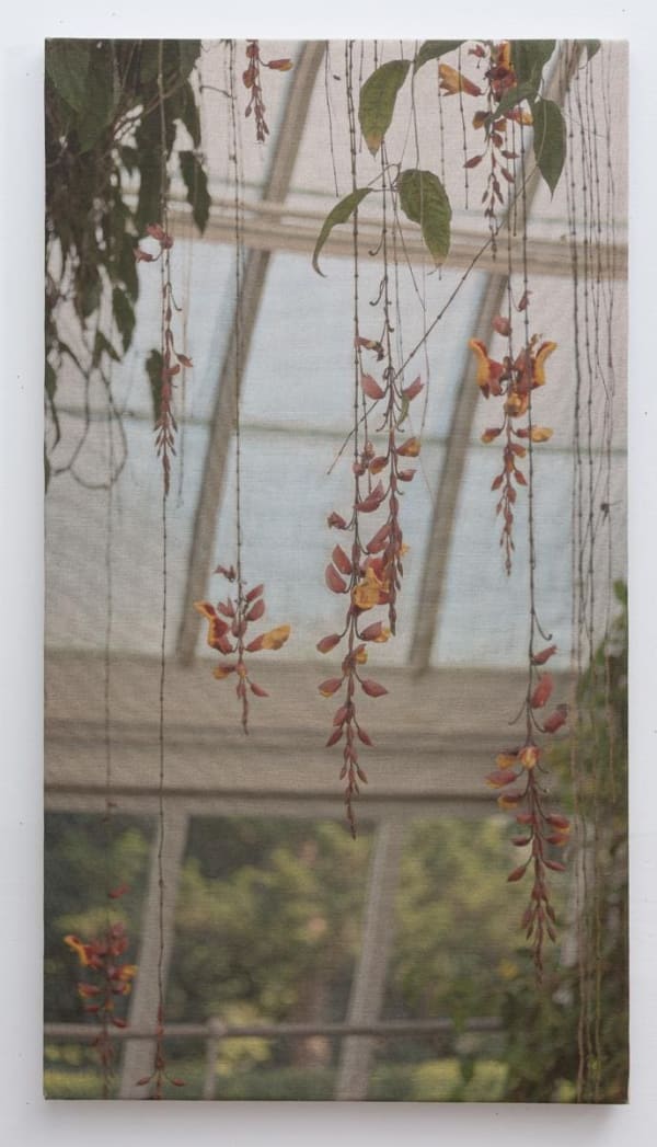 Mysore Clockvine dangling in the greenhouse