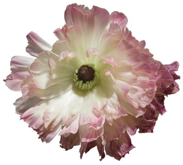 a Pink Ranunculus