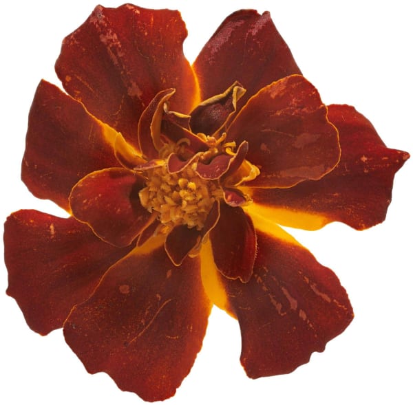 a Red Marigold