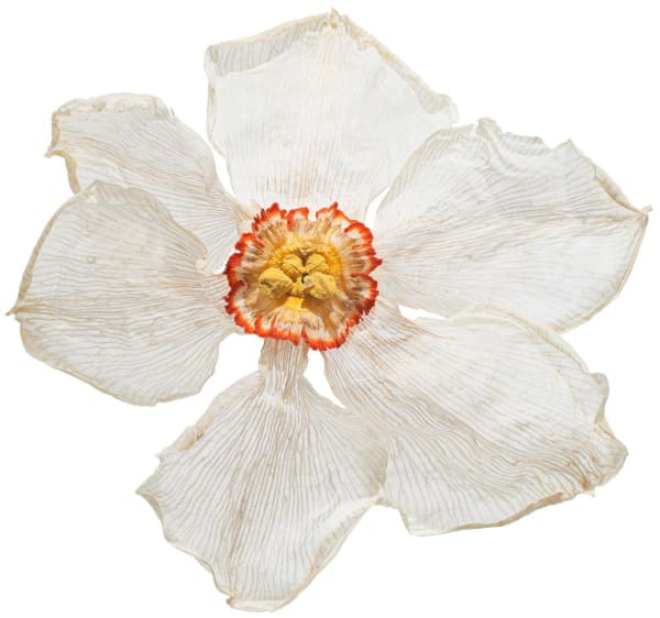 a Wilted Daffodil