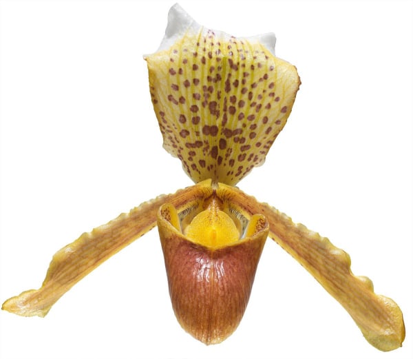 a Yellow Orchid
