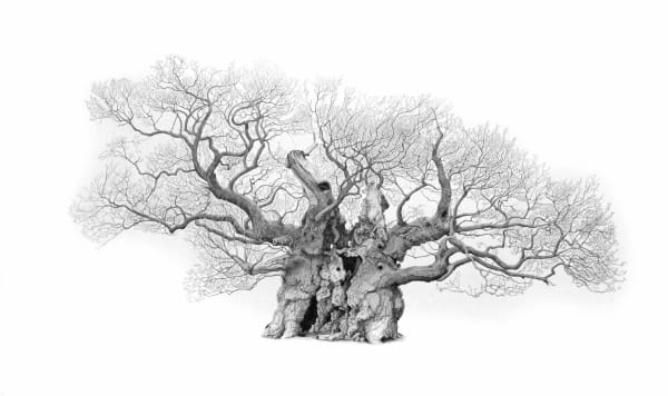 Mark Frith, Oak Tree Drawing, framed