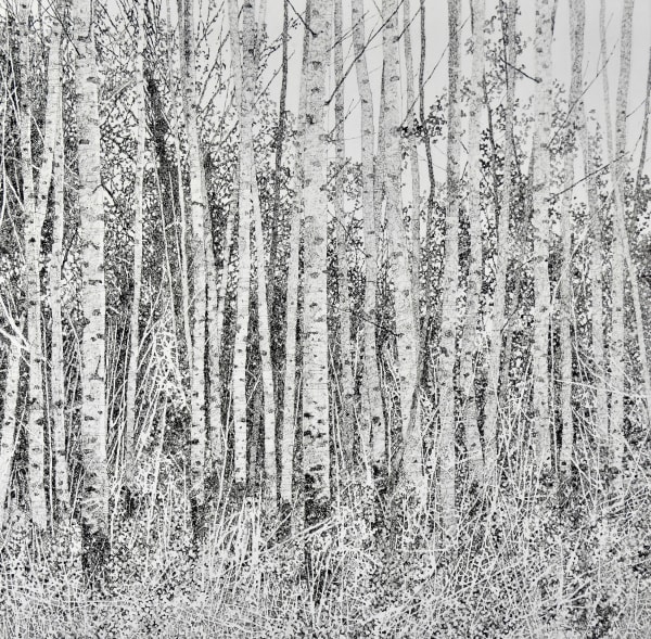 Ian Sidaway Silver Birch Esher pen and ink drawing