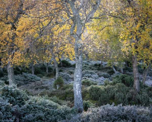 Simon Baxter - Summer Sanctum