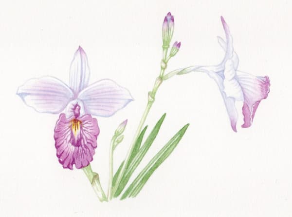 Book Signing with Botanical Artist penny Brown