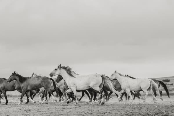 No.08 A Naturalist Guide to Magic 2024.