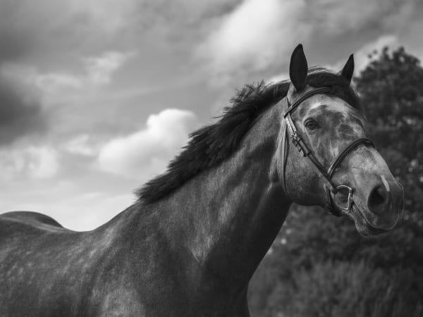 Anja Niemi, The Stallion, 2021
