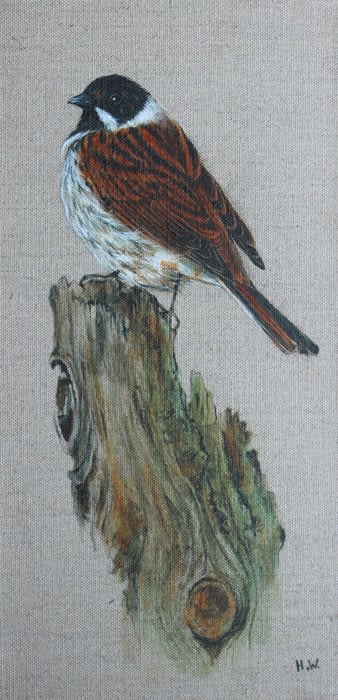 Helen Welsh, Reed bunting, 2022