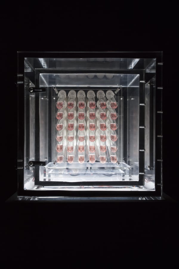 Screen (EP1.1 iPSCs stem cell line-derived human retinal organoids), 2018 – 2019 Human stem-cells and incubator, dimensions variable Image courtesy Empty Gallery