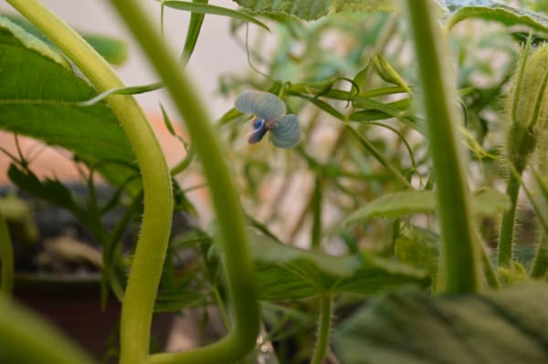 𝛿 (Lathyrus sativus), 2019 – 2021 (process view) Genetically altered plant species, dimensions variable
