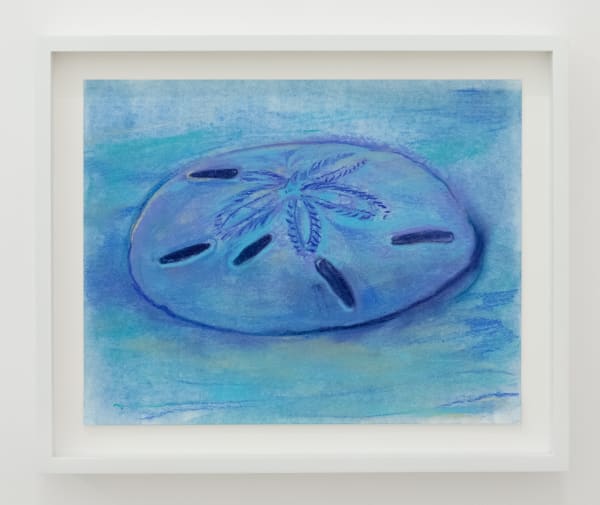 Ap004 Sand Dollar 2023 11 X 14 In A Lr