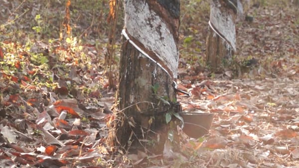 Still from Rachel Pimm video