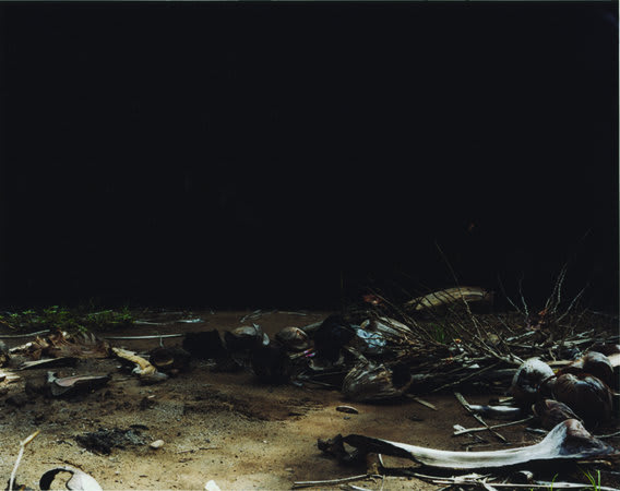 Trevor Appleson, Fallen in the morning (palms), 2007, C-Type print, 126 x 158 cms, 49.64 x 62.25 inches