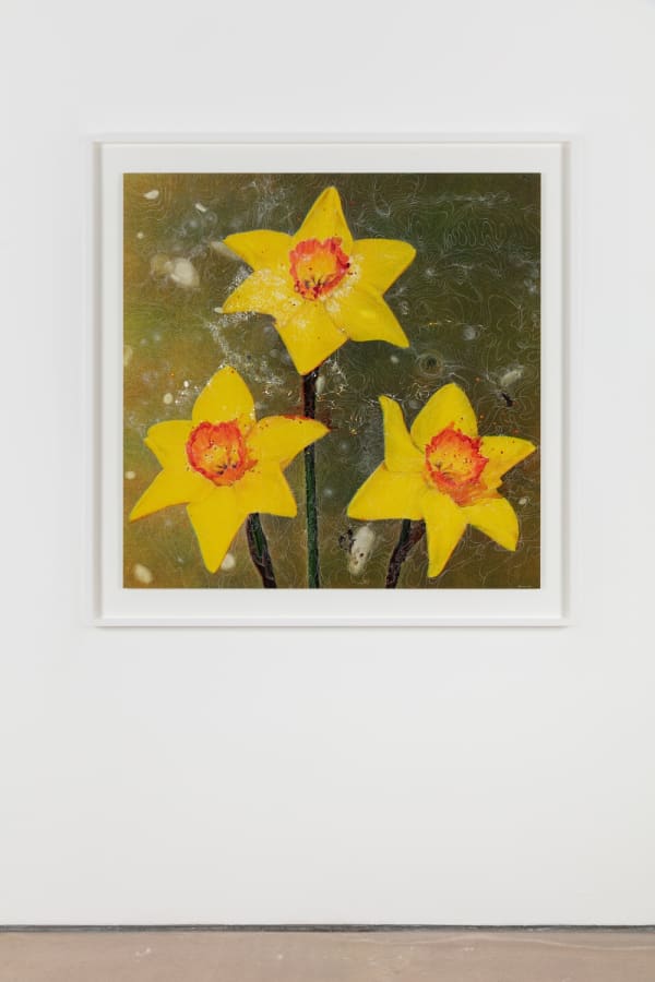 Sebastiaan Bremer, Narcissus Incomparabilis Square Scarlet Elegance, 2018, Archival inkjet pigment print on resin coated paper with hand additions in acrylic, photo retouch dye, and pigment pen, 111.8 x 111.8 cm, 44 x 44 in, Framed: 130.8 x 130.9 x 5 cm,