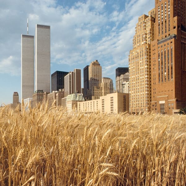 Detail of Agnes Denes, Wheatfield – A Confrontation: Battery Park Landfill, Downtown Manhattan – With New York Financial Center, 1982, Type-C print, 40.6 x 50.8 cm, 16 x 20 in, Framed: 57.6 x 72.9 cm, 22 3/4 x 28 3/4 in