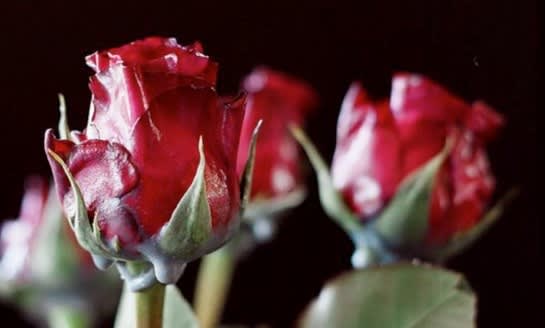 Albemarle Street Christmas Lights | Ellie Hartley Flowers