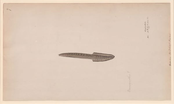 A drawing of a distinct fish on paper.