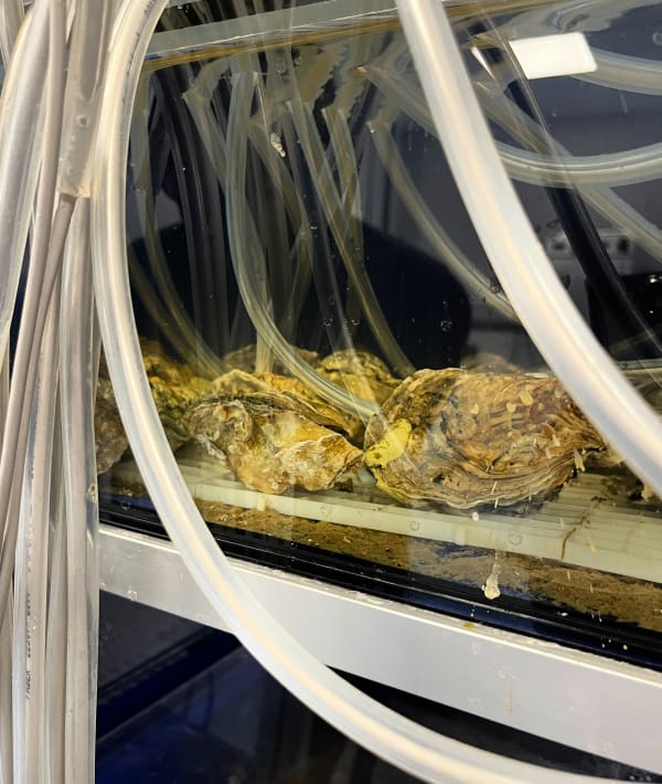 22414C1C Ca08 4560 85B9 0F6201E23008