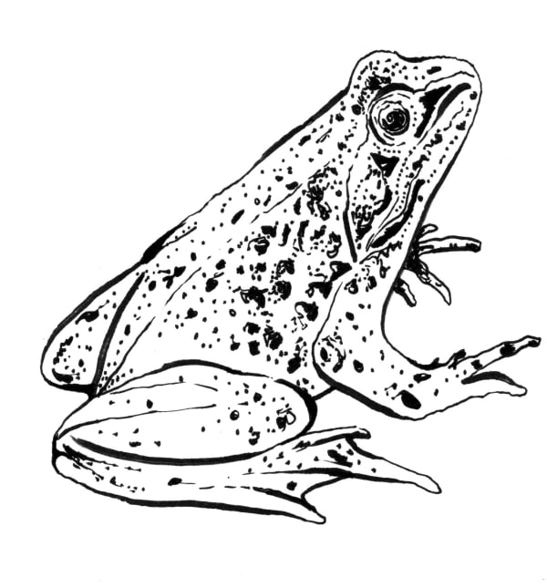 Frog