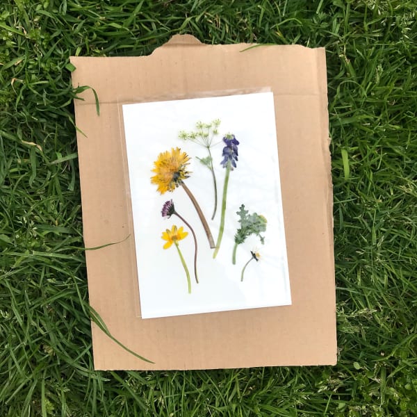 Cyanotype Exposing Pic