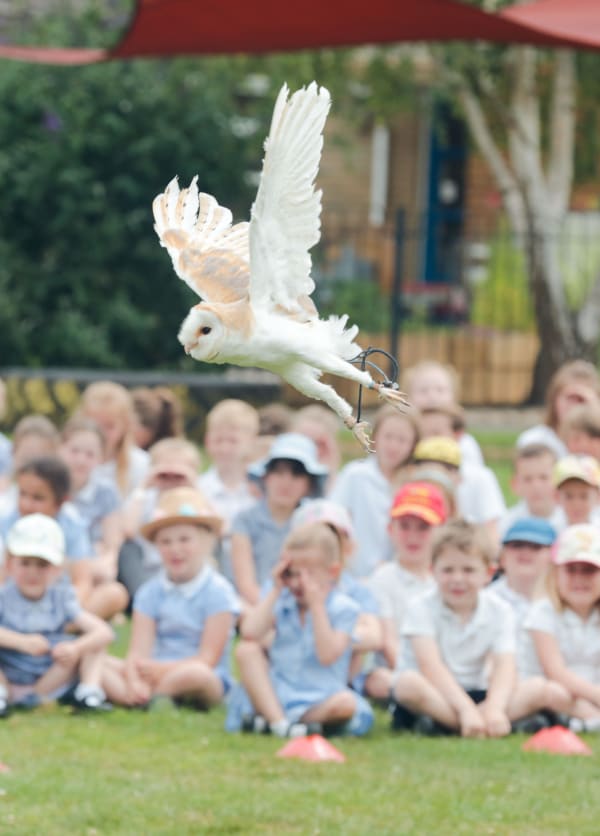 Gij Bellway Birds 106