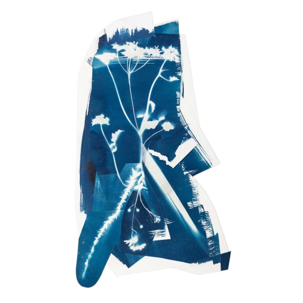 Becky Collaged cyanotype with ink drawing 690mm x 390mm