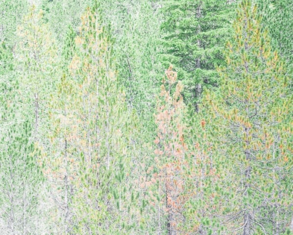 Misha de Ridder, arven I, 2020