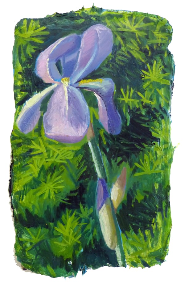 Mathieu Cherkit, Iris germanica, 2022