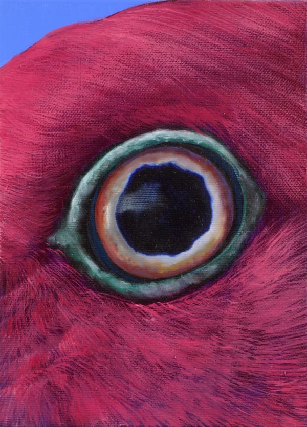 Romain Bernini, Platycercus elegans, 2022