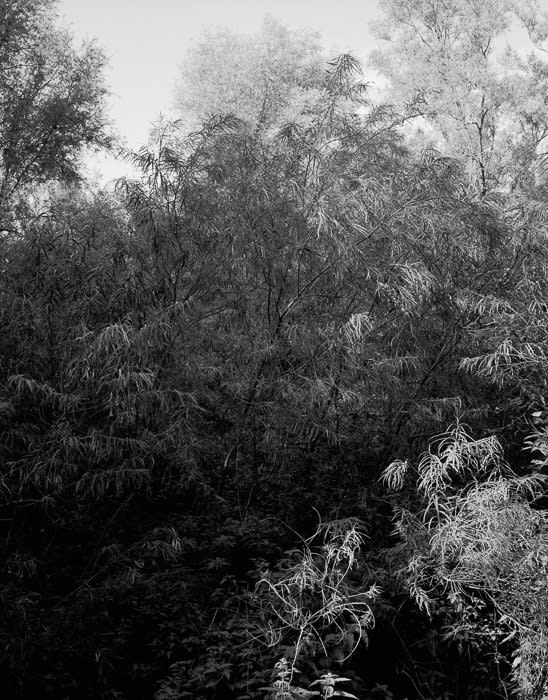 Misha de Ridder, Untitled III , 2011