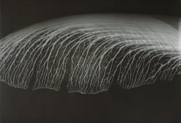 Arja Hop & Peter Svenson, Residuen project Amsterdam: Maple / Acer / Ottho Heldringstraat, 2016