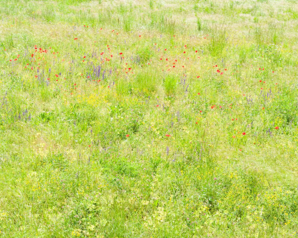 Misha de Ridder, the gathering, 2021