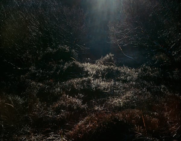 Misha de Ridder, Gold Haze , 2007