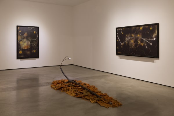 Installation view of Tyler Christopher Brown: This Bitter Earth at M+B, 2023