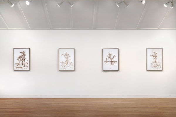 Installation view of Matthew Brandt: Joshua Trees at M+B, 2023