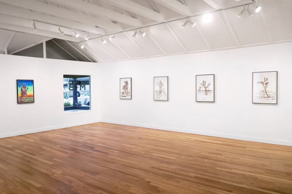 Installation view of Matthew Brandt: Joshua Trees at M+B, 2023