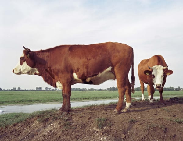 Han Singels - Zevenhoven 2004